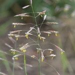 Bromopsis riparia 花