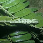 Cassia grandis Leaf