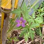 Geranium purpureum Flower