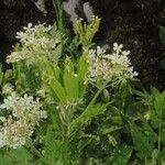 Myrrhis odorata फूल