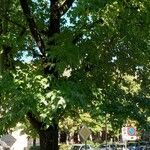Liquidambar styraciflua Libunga