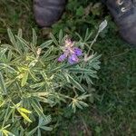 Lupinus argenteus 花