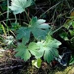 Geranium wlassovianum Yaprak