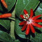 Passiflora glandulosa Flower