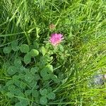 Trifolium medium花