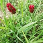 Trifolium incarnatum 花