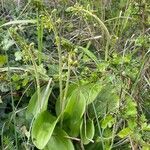 Neottia ovata Habit