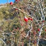 Rosa dumalis Fruit