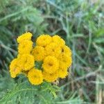 Tanacetum vulgareFlower