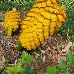 Encephalartos villosus Fruto