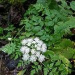 Oenanthe sarmentosa Flower