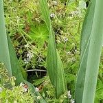 Allium cepa Leaf