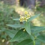 Vincetoxicum hirundinaria Flower