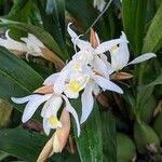 Coelogyne nervosaFlower