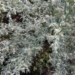 Artemisia ludoviciana Blad