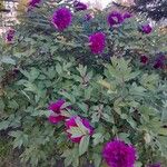 Paeonia × suffruticosa Hábito