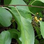 Celastrus scandens ഇല