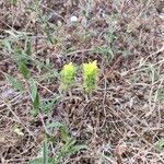Sideritis montana Fula