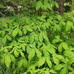 Acer triflorum Habit