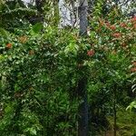 Combretum constrictum Leaf