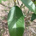 Clitoria fairchildiana Leaf