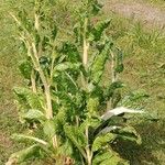 Beta vulgaris 整株植物