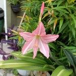 Amaryllis belladonna Цветок