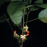 Sloanea parviflora Fruitua
