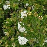 Spiraea cantoniensisBloem