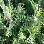 Vicia benghalensis Folha