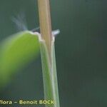 Kengia serotina 樹皮