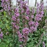 Lythrum salicariaFlower