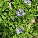 Veronica orsiniana Fiore