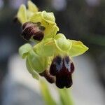 Ophrys lupercalis Mosusu