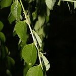 Phyllanthus acuminatus Feuille