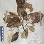 Photinia integrifolia Altul/Alta