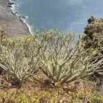 Euphorbia lamarckii Hábito