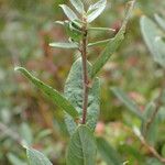 Salix repens Blatt