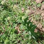 Lepidium campestre Habit