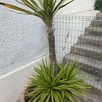 Yucca elephantipes Leht