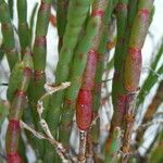 Salicornia quinqueflora