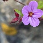 Geranium robertianum Flower