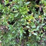Plocama calabrica Leaf