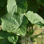 Mikania cordifolia Leaf