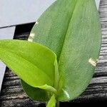 Commelina communis Liść