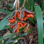 Iris foetidissima Ffrwyth