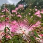 Calliandra selloi Kvet