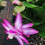 Schlumbergera truncata Flower