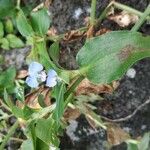 Commelina benghalensisCvet