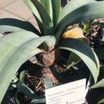 Agave guiengola Blad